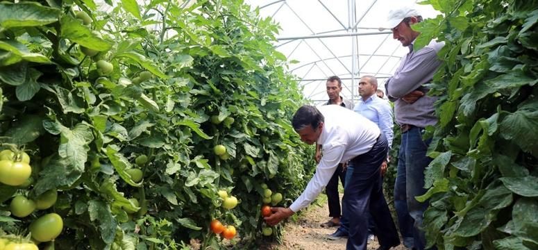 Gürpınar Belediyesinden örnek sera