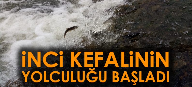 İnci kefalinin yolculuğu başladı