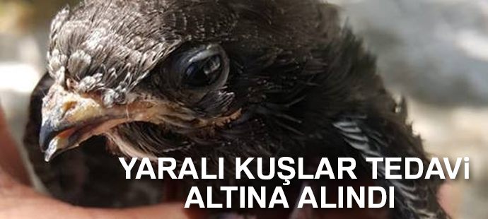 Yaralı kuşlar tedavi altına alındı