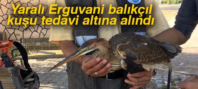 Yaralı Erguvani balıkçıl kuşu tedavi altına alındı