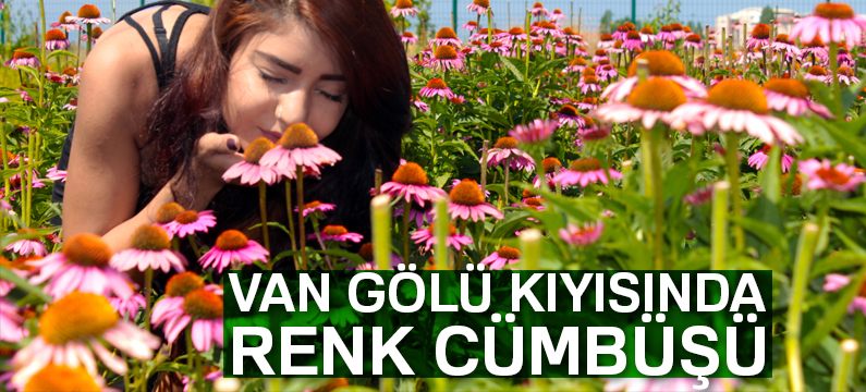 Van Gölü kıyısında renk cümbüşü