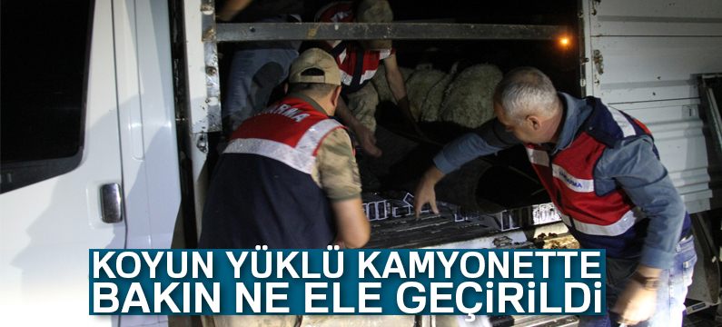 Koyun yüklü kamyonette 6 bin 760 paket kaçak sigara ele geçirildi