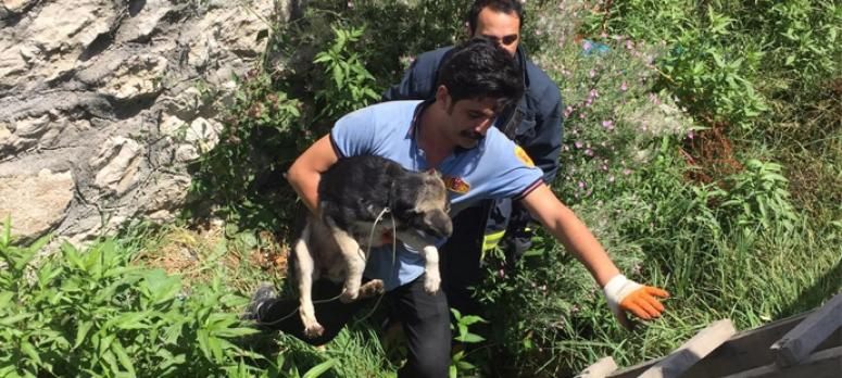 Derede mahsur kalan köpek, itfaiye ekipleri tarafından kurtarıldı