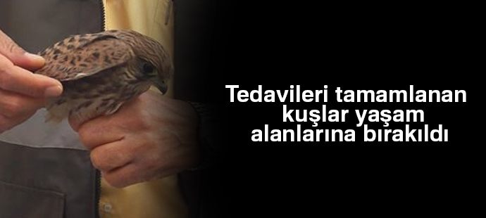 Tedavileri tamamlanan kuşlar yaşam alanlarına bırakıldı